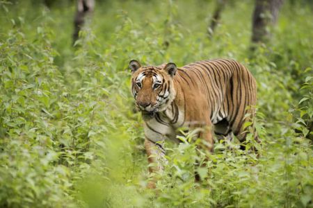 Bhadra Wildlife Sanctuary